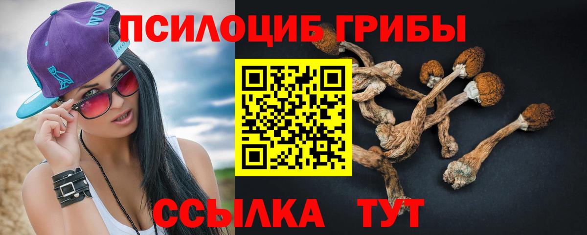Галлюциногенные грибы Psilocybe Мценск